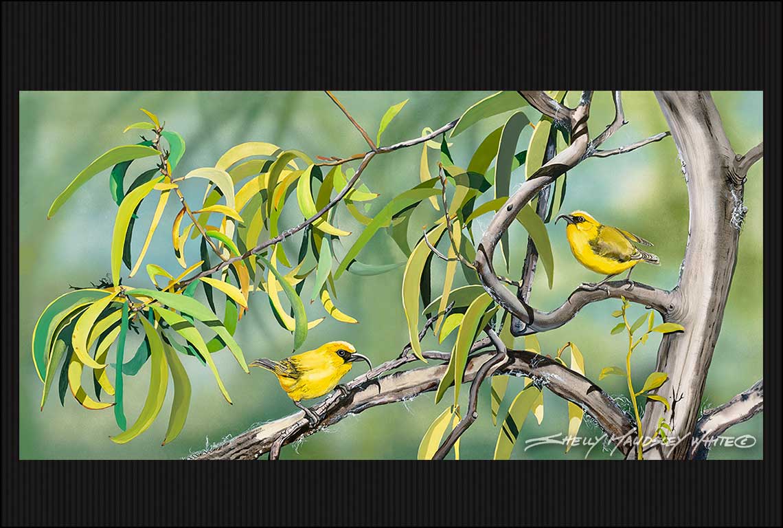 Two akiaaupolaau birds in a Koa tree in a forest in Hawaii